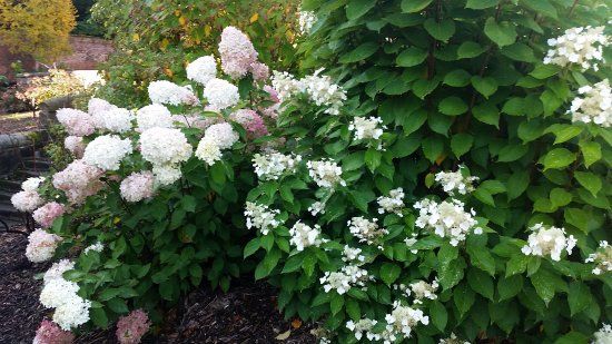 Derby Hydrangeas